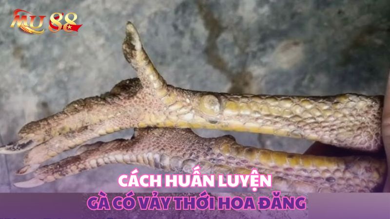Cách huấn luyện gà có vảy thới hoa đăng