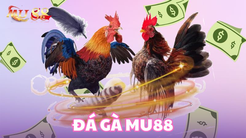 Đà gà Kubet chân thực, hấp dẫn