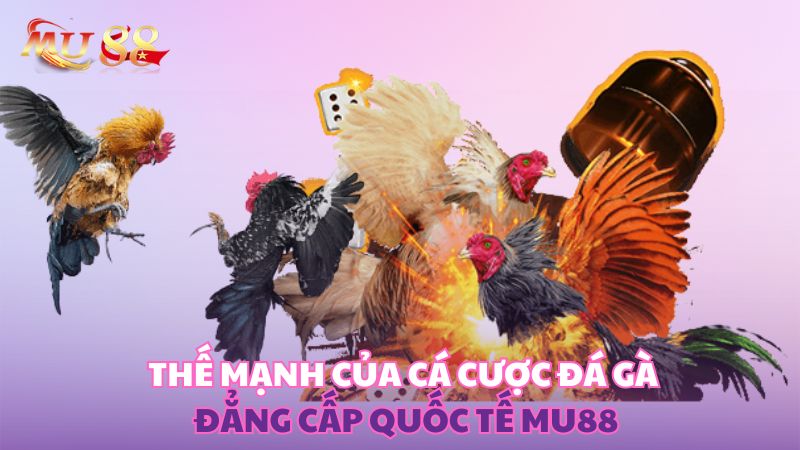 Thế mạnh của cá cược đá gà đẳng cấp quốc tế Kubet