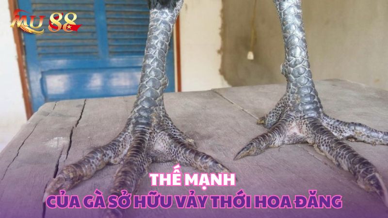 Thế mạnh của gà sở hữu vảy thới hoa đăng